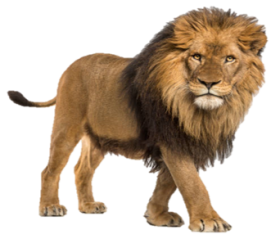 lion